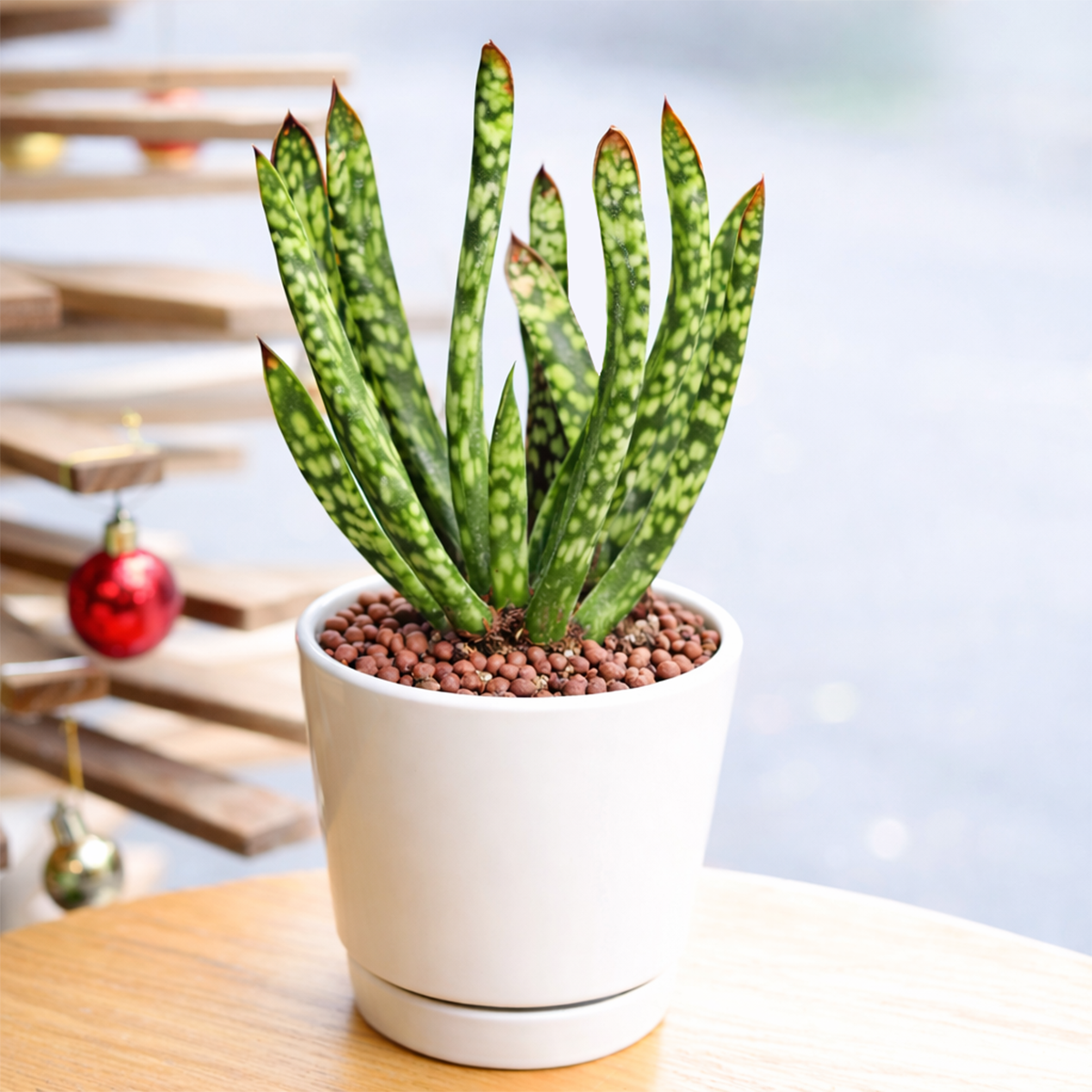 Gasteria bicolor f. caespitosa, green succulents, indoor succulents, succulent care guide, buy succulents online
