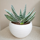 Buy an 8-pack of 4" live plants online. Choose eight plants of your choice to create a lush and diverse collection in 4" pots. Perfect for filling larger spaces, decorating your home or office, and growing your plant collection.