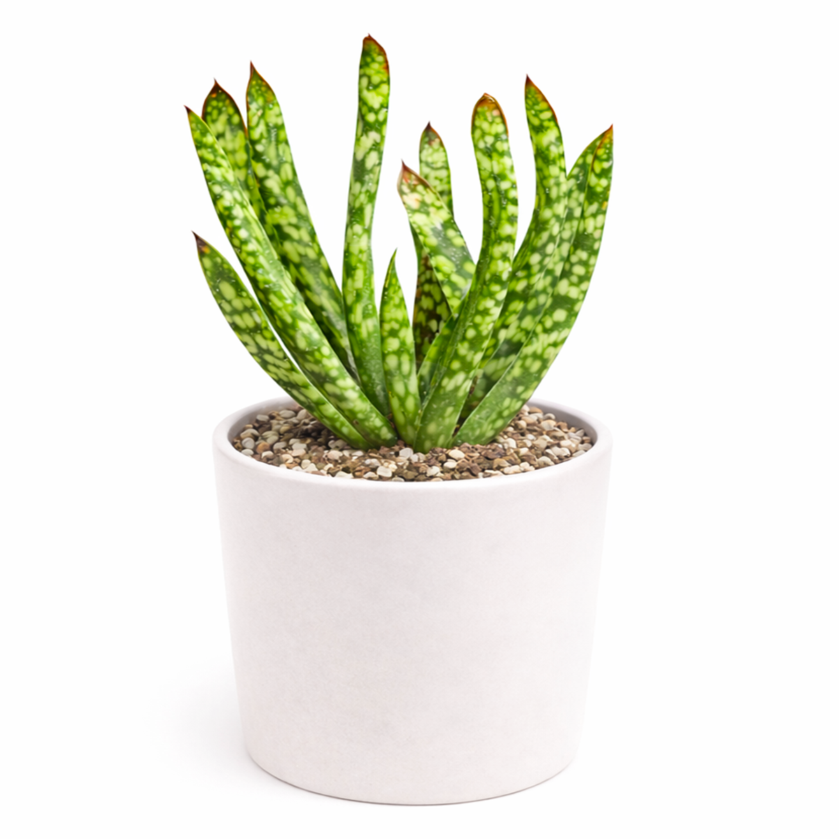 Gasteria bicolor f. caespitosa