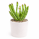 Gasteria bicolor f. caespitosa