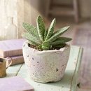 2 inch Gasteria brachyphylla var. bayeri for sale. Gasteria brachyphylla var. bayeri features attractive fleshy foliage with beautiful patterns that bring texture and character to any indoor space. It grows best in bright light with fast-draining soil and is highly drought-tolerant once established. This low-maintenance succulent is ideal for succulent collections, desks, or sunny windowsills.
