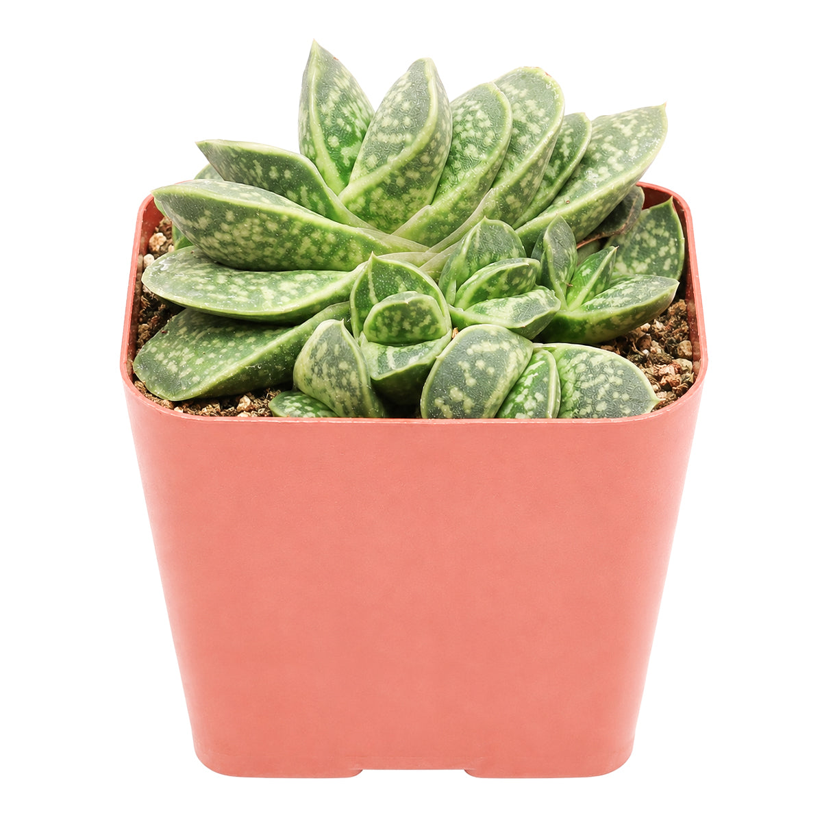 Buy 2 inch Gasteria brachyphylla var. bayeri online. Gasteria brachyphylla var. bayeri is an elegant succulent featuring thick, patterned leaves that bring lasting visual appeal to any indoor setting. It grows well in bright light with fast-draining soil and needs only occasional watering to flourish. This durable succulent is ideal for home décor, office spaces, or decorative succulent arrangements.