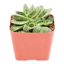 2 inch Gasteria brachyphylla var. bayeri for sale. Gasteria brachyphylla var. bayeri features attractive fleshy foliage with beautiful patterns that bring texture and character to any indoor space. It grows best in bright light with fast-draining soil and is highly drought-tolerant once established. This low-maintenance succulent is ideal for succulent collections, desks, or sunny windowsills.