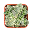 2 inch Gasteria brachyphylla var. bayeri for sale. Gasteria brachyphylla var. bayeri features attractive fleshy foliage with beautiful patterns that bring texture and character to any indoor space. It grows best in bright light with fast-draining soil and is highly drought-tolerant once established. This low-maintenance succulent is ideal for succulent collections, desks, or sunny windowsills.