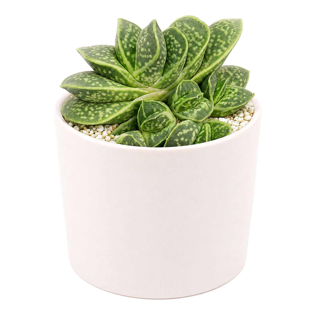 Buy 2 inch Gasteria brachyphylla var. bayeri online. This charming succulent is prized for its sculptural form and thick green leaves that create an elegant accent in any plant display. It prefers bright, indirect light, well-draining soil, and infrequent watering for healthy growth. This hardy succulent is an excellent choice for beginners, collectors, or anyone looking for an easy-care houseplant.