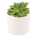 2 inch Gasteria brachyphylla var. bayeri for sale. Gasteria brachyphylla var. bayeri features attractive fleshy foliage with beautiful patterns that bring texture and character to any indoor space. It grows best in bright light with fast-draining soil and is highly drought-tolerant once established. This low-maintenance succulent is ideal for succulent collections, desks, or sunny windowsills.