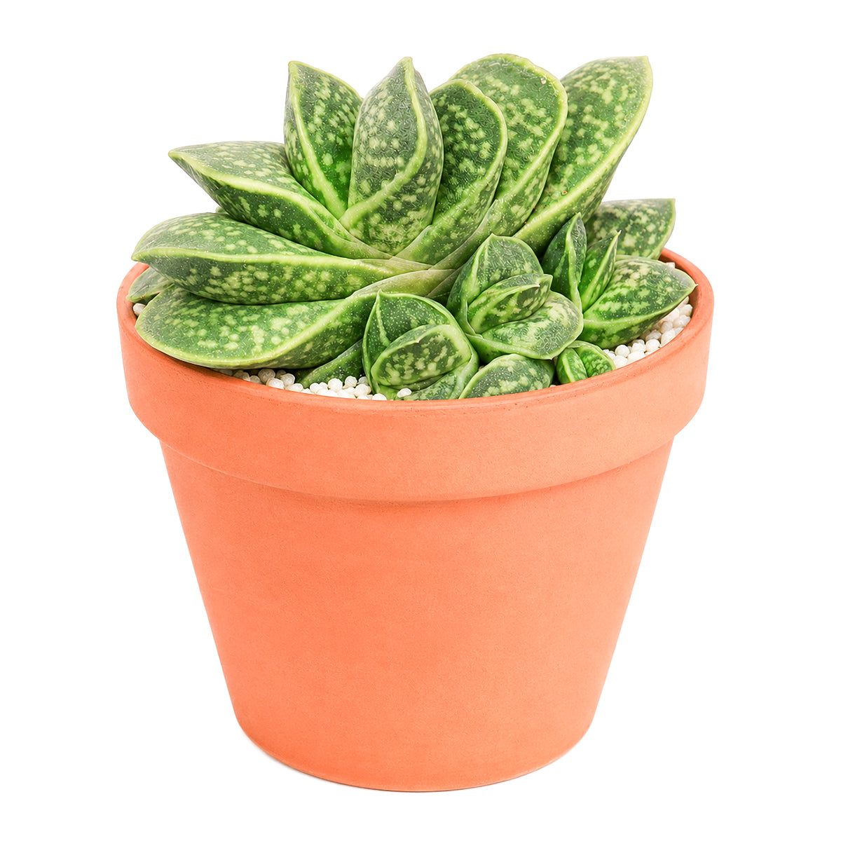 2 inch Gasteria brachyphylla var. bayeri for sale. Gasteria brachyphylla var. bayeri features attractive fleshy foliage with beautiful patterns that bring texture and character to any indoor space. It grows best in bright light with fast-draining soil and is highly drought-tolerant once established. This low-maintenance succulent is ideal for succulent collections, desks, or sunny windowsills.