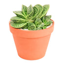 2 inch Gasteria brachyphylla var. bayeri for sale. Gasteria brachyphylla var. bayeri features attractive fleshy foliage with beautiful patterns that bring texture and character to any indoor space. It grows best in bright light with fast-draining soil and is highly drought-tolerant once established. This low-maintenance succulent is ideal for succulent collections, desks, or sunny windowsills.