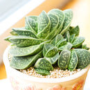 2 inch Gasteria brachyphylla var. bayeri for sale. Gasteria brachyphylla var. bayeri features attractive fleshy foliage with beautiful patterns that bring texture and character to any indoor space. It grows best in bright light with fast-draining soil and is highly drought-tolerant once established. This low-maintenance succulent is ideal for succulent collections, desks, or sunny windowsills.