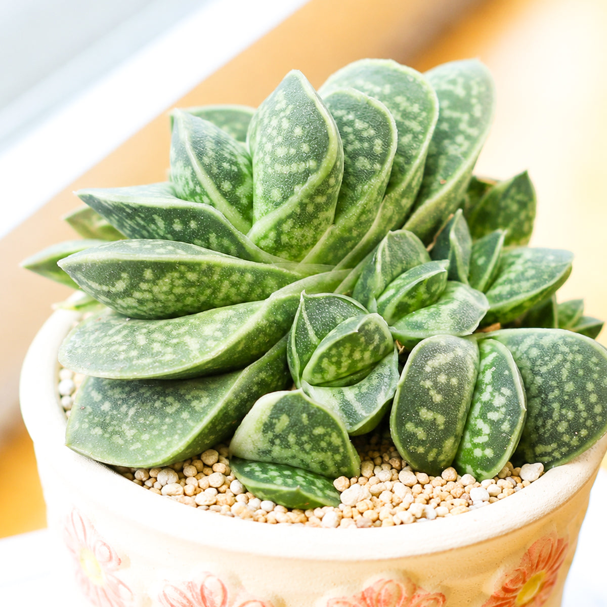 Buy 2 inch Gasteria brachyphylla var. bayeri online. Gasteria brachyphylla var. bayeri is a distinctive succulent admired for its thick, textured leaves and compact growth habit that adds natural beauty to any indoor plant collection. It thrives in bright, indirect light with well-draining soil and requires only occasional watering. This easy-care succulent is perfect for homes, offices, or anyone looking to grow a unique indoor plant.