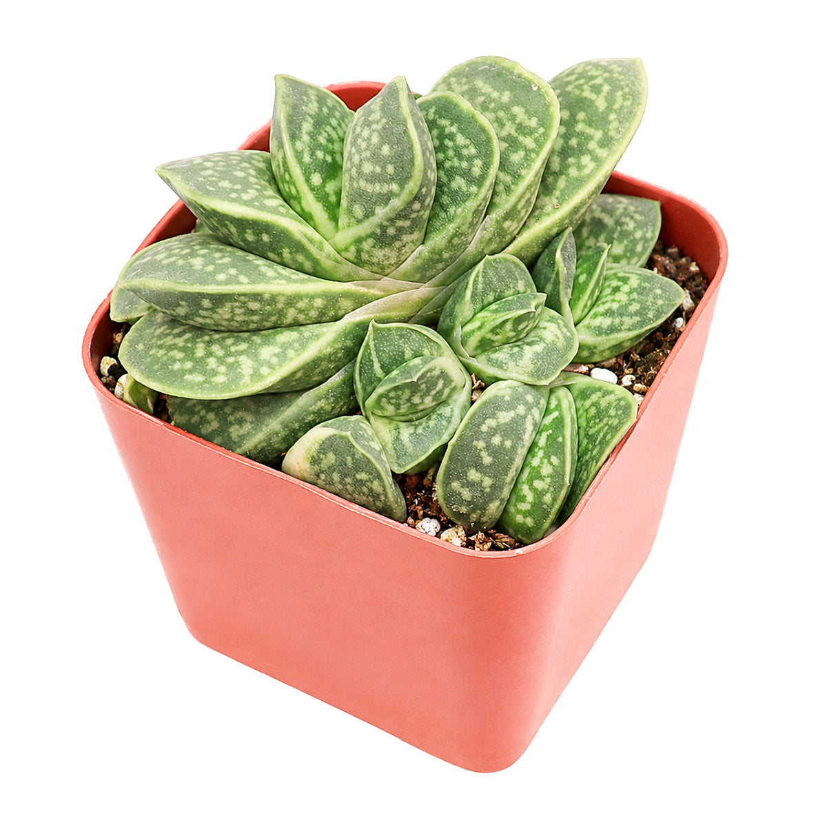 2 inch Gasteria brachyphylla var. bayeri for sale. Gasteria brachyphylla var. bayeri is a hardy succulent valued for its compact growth and beautifully textured foliage that complements any succulent collection. It prefers bright, indirect light, well-draining soil, and minimal watering to maintain healthy growth. This low-maintenance succulent is perfect for succulent lovers, collectors, or anyone looking to add a unique plant to their collection.