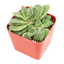 2 inch Gasteria brachyphylla var. bayeri for sale. Gasteria brachyphylla var. bayeri features attractive fleshy foliage with beautiful patterns that bring texture and character to any indoor space. It grows best in bright light with fast-draining soil and is highly drought-tolerant once established. This low-maintenance succulent is ideal for succulent collections, desks, or sunny windowsills.