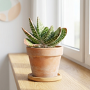 Custom plant pot with personalized image, personalized flower pot with live plant, custom photo plant pot, personalized planter with plant of your choice, custom printed ceramic planter, personalized succulent pot, custom image flower pot gift, custom photo planter for houseplants