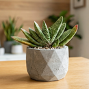 8-pack of 2" live plants for sale. Pick eight favorite plants and enjoy a variety of compact plants in 2" pots. Great for plant collections, gifting, decorating small spaces, and indoor gardening.