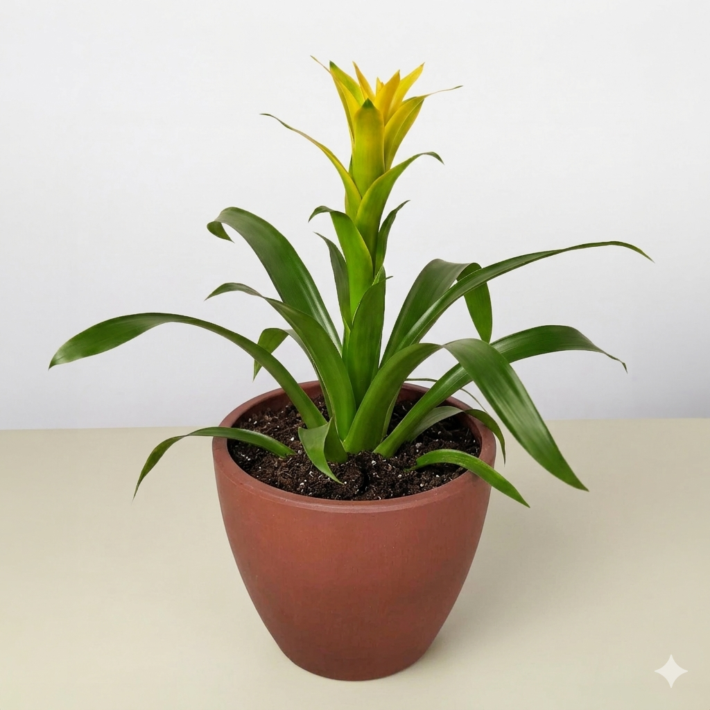 4" pot guzmania bromeliad 'yellow' live houseplant for sale, luminous yellow flower spike with smooth glossy foliage, rosette silhouette, humidity-loving tropical character, suited to bright windowsills away from direct sun, a stylish tabletop centerpiece for contemporary or bohemian decor, thoughtful gift for any occasion