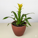 buy guzmania bromeliad 'yellow' live houseplant 4" pot online, golden-yellow bloom spike contrasted by smooth forest-green foliage, upright narrow growth form, tropical bract display lasting months, easy care for beginners, a vibrant and exotic decorative accent for kitchen shelves or humid bathrooms, wonderful gift for any plant enthusiast