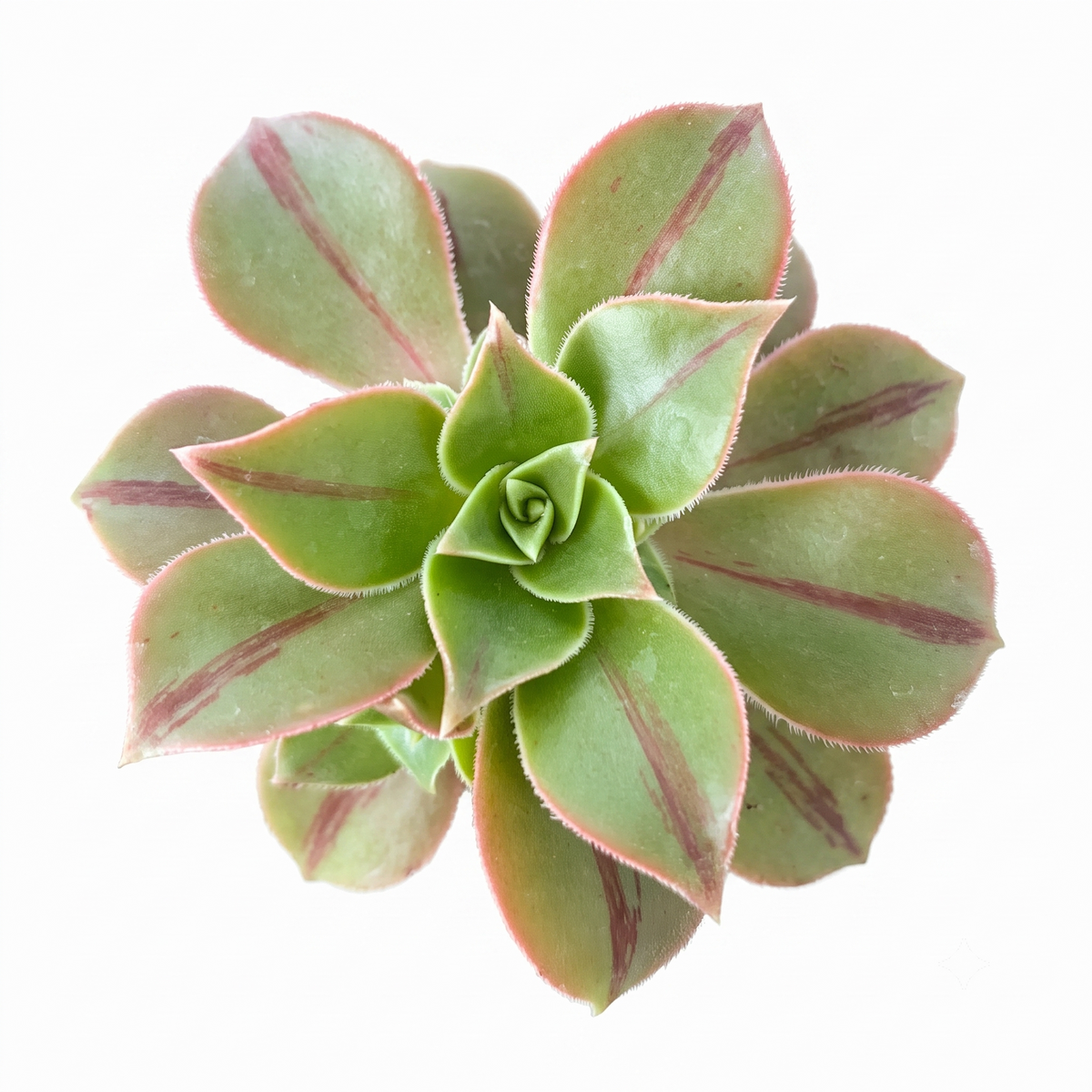 buy Aeonium 'Wheels of Stripification' live succulent 2 inch online, striking rosettes with striped green and creamy-yellow leaves, fleshy textured foliage in a spiraling pattern, drought-tolerant and sun-loving succulent, low-maintenance indoor or outdoor plant, elegant modern shelf accent, perfect rare succulent gift for collectors