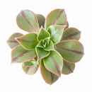 buy Aeonium 'Wheels of Stripification' live succulent 2 inch online, striking rosettes with striped green and creamy-yellow leaves, fleshy textured foliage in a spiraling pattern, drought-tolerant and sun-loving succulent, low-maintenance indoor or outdoor plant, elegant modern shelf accent, perfect rare succulent gift for collectors
