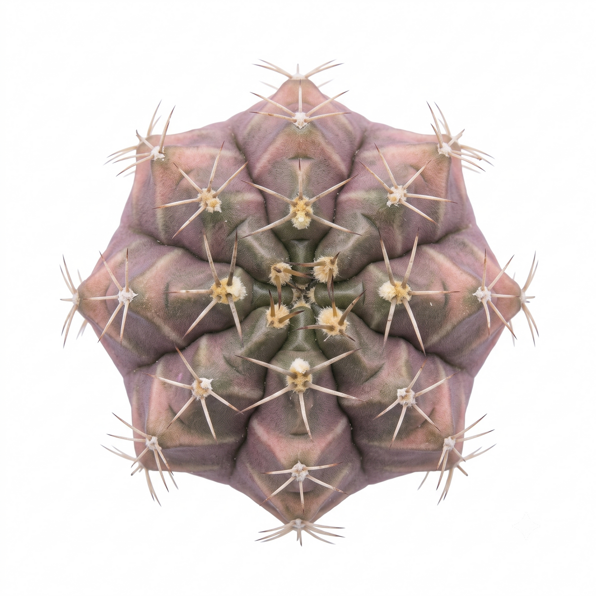 buy Gymnocalycium mihanovichii f. variegata 'Black Widow' live cactus 2 inch online, variegated green and yellow mottled skin, globular growth form with striking dark spines, drought tolerant and low-light adaptable, long-lived cactus with compact size, perfect modern shelf accent, unique plant gift idea