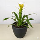 buy guzmania bromeliad 'yellow' live houseplant 4" pot online, golden-yellow bloom spike contrasted by smooth forest-green foliage, upright narrow growth form, tropical bract display lasting months, easy care for beginners, a vibrant and exotic decorative accent for kitchen shelves or humid bathrooms, wonderful gift for any plant enthusiast