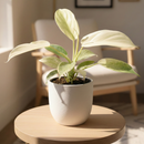 2 inch Philodendron Florida Ghost, 2 inch colorful indoor plants, buy live plants online, 2 inch rare houseplants