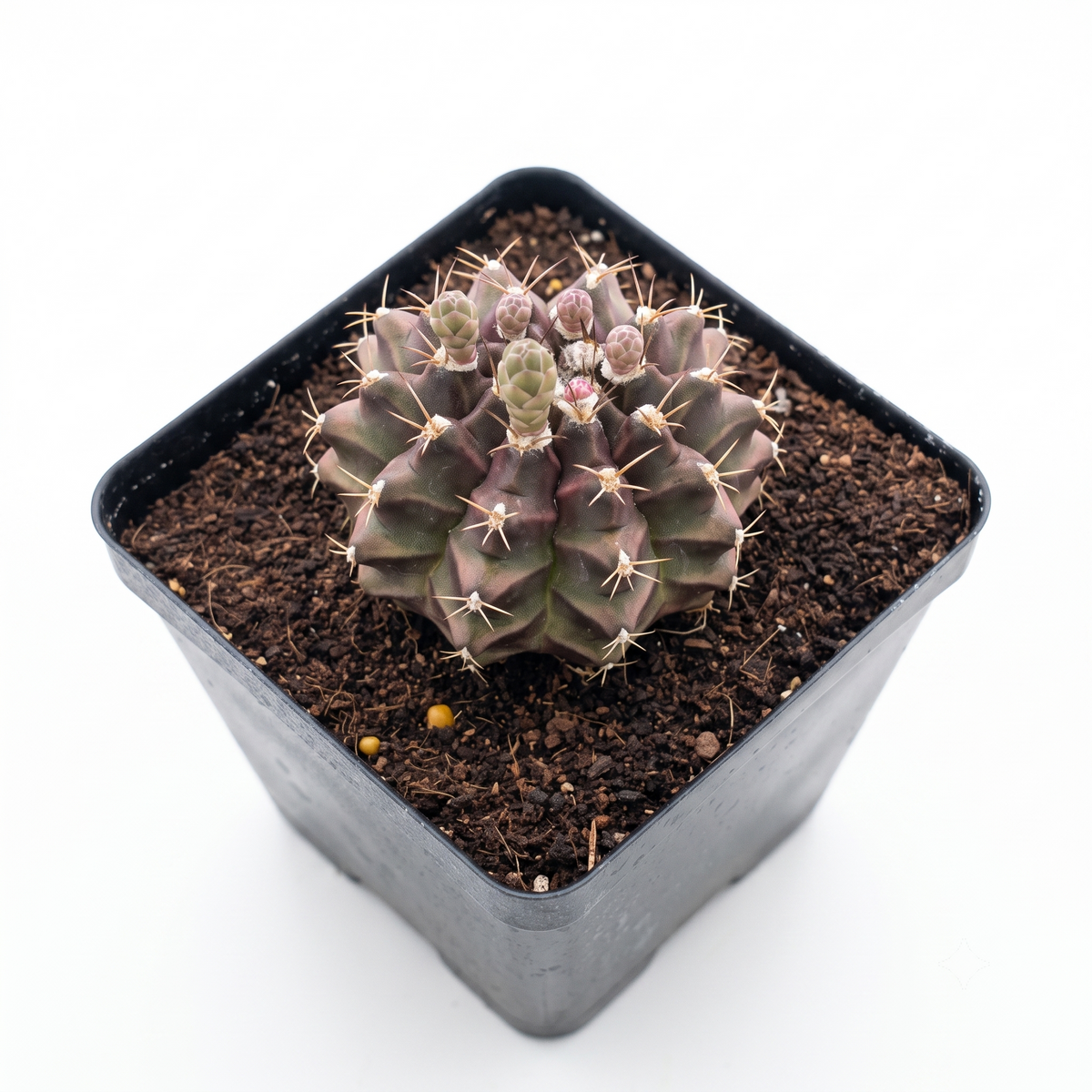 buy Gymnocalycium mihanovichii f. variegata 'Green' live cactus 4 inch online, variegated green and yellow spherical cactus with ribbed texture, compact slow-growing form, drought-tolerant and low-maintenance, ideal for bright indirect light, charming windowsill decor, perfect gift for cactus enthusiasts