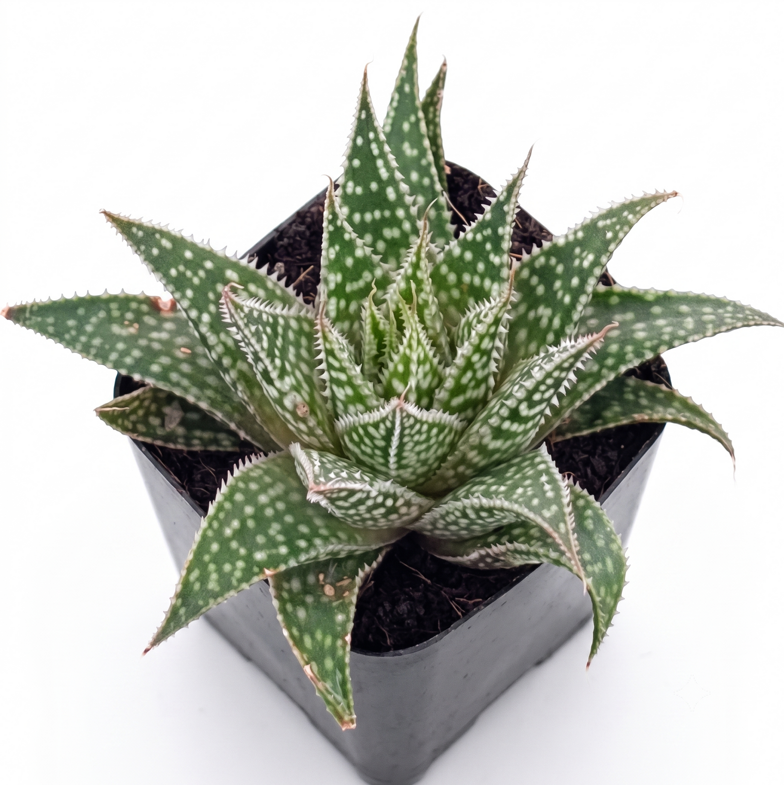 buy Aloe 'Moonrise' live succulent 2 inch online, vibrant orange-green rosette with speckled fleshy leaves, compact clustering growth form, drought tolerant and easy to care for, perfect for sunny indoor spaces, ideal modern shelf accent, great succulent gift for plant enthusiasts