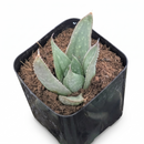 8-pack of 2" live plants for sale. Pick eight favorite plants and enjoy a variety of compact plants in 2" pots. Great for plant collections, gifting, decorating small spaces, and indoor gardening.