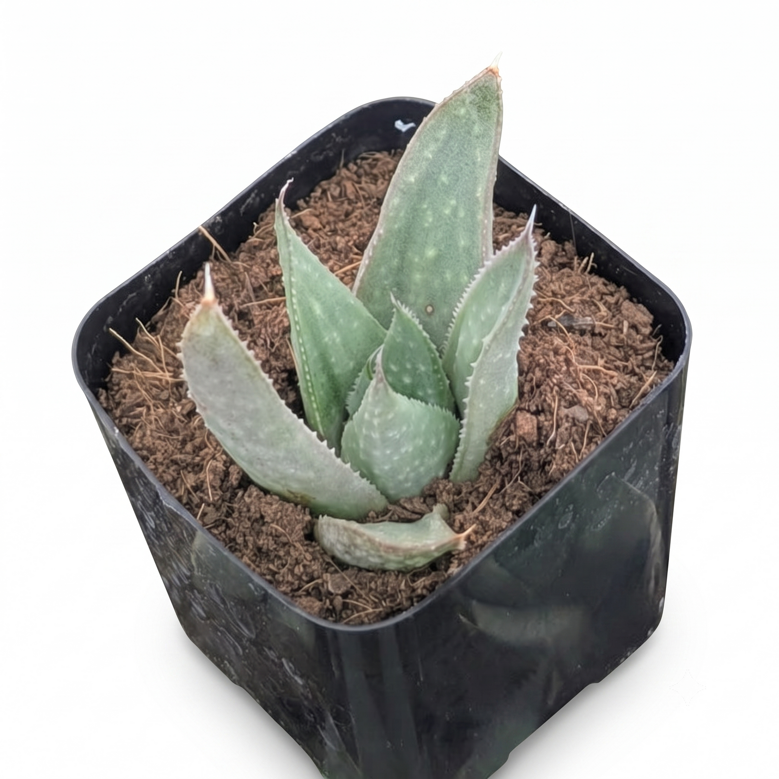 buy Haworthia 'Savanna' live succulent 2 inch online, striking green rosette with translucent leaf windows, textured white speckled surface, compact clustered growth form, drought-tolerant and low-maintenance, ideal bright desk plant display, perfect succulent gift for collectors