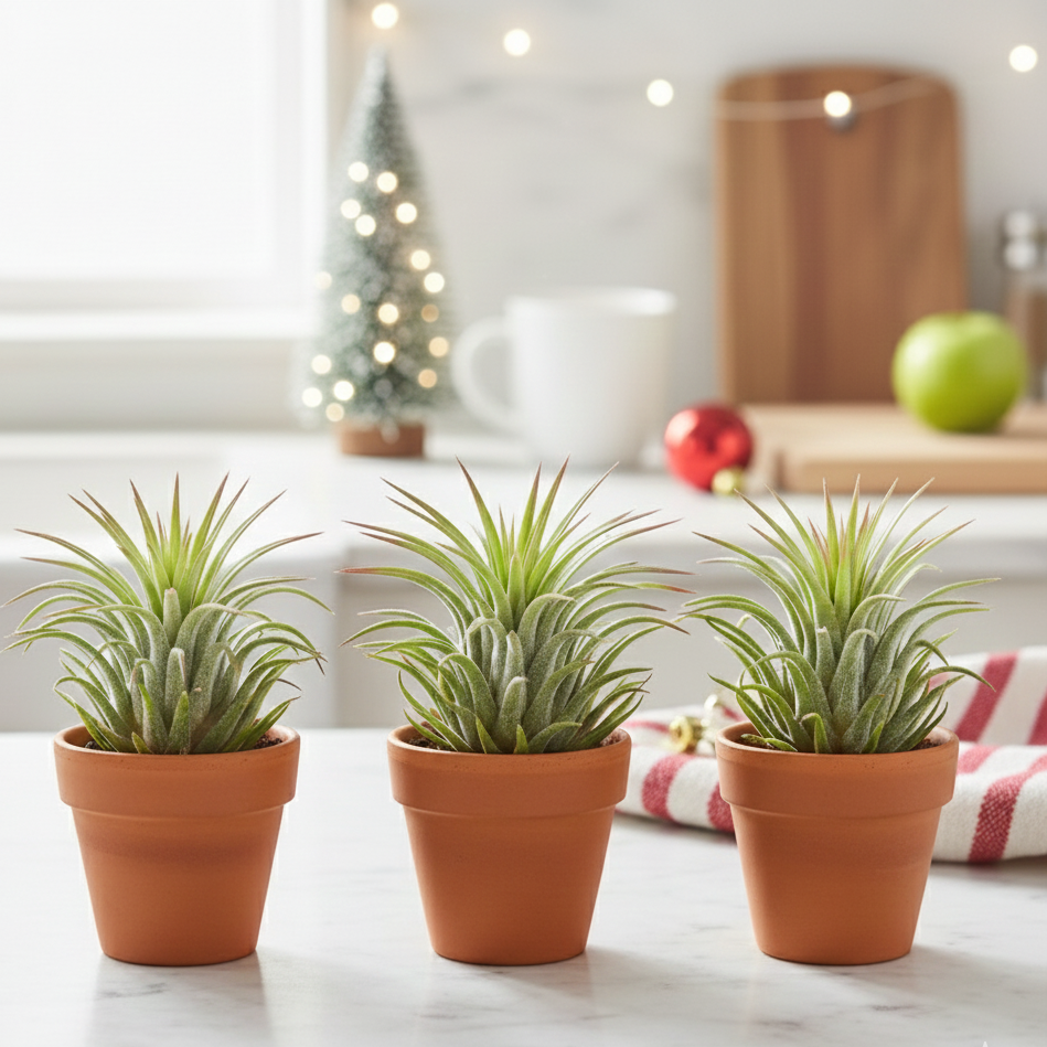 3 Ionantha Air Plants with Mini Terra Cotta Pots