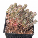 Custom plant pot with personalized image, personalized flower pot with live plant, custom photo plant pot, personalized planter with plant of your choice, custom printed ceramic planter, personalized succulent pot, custom image flower pot gift, custom photo planter for houseplants