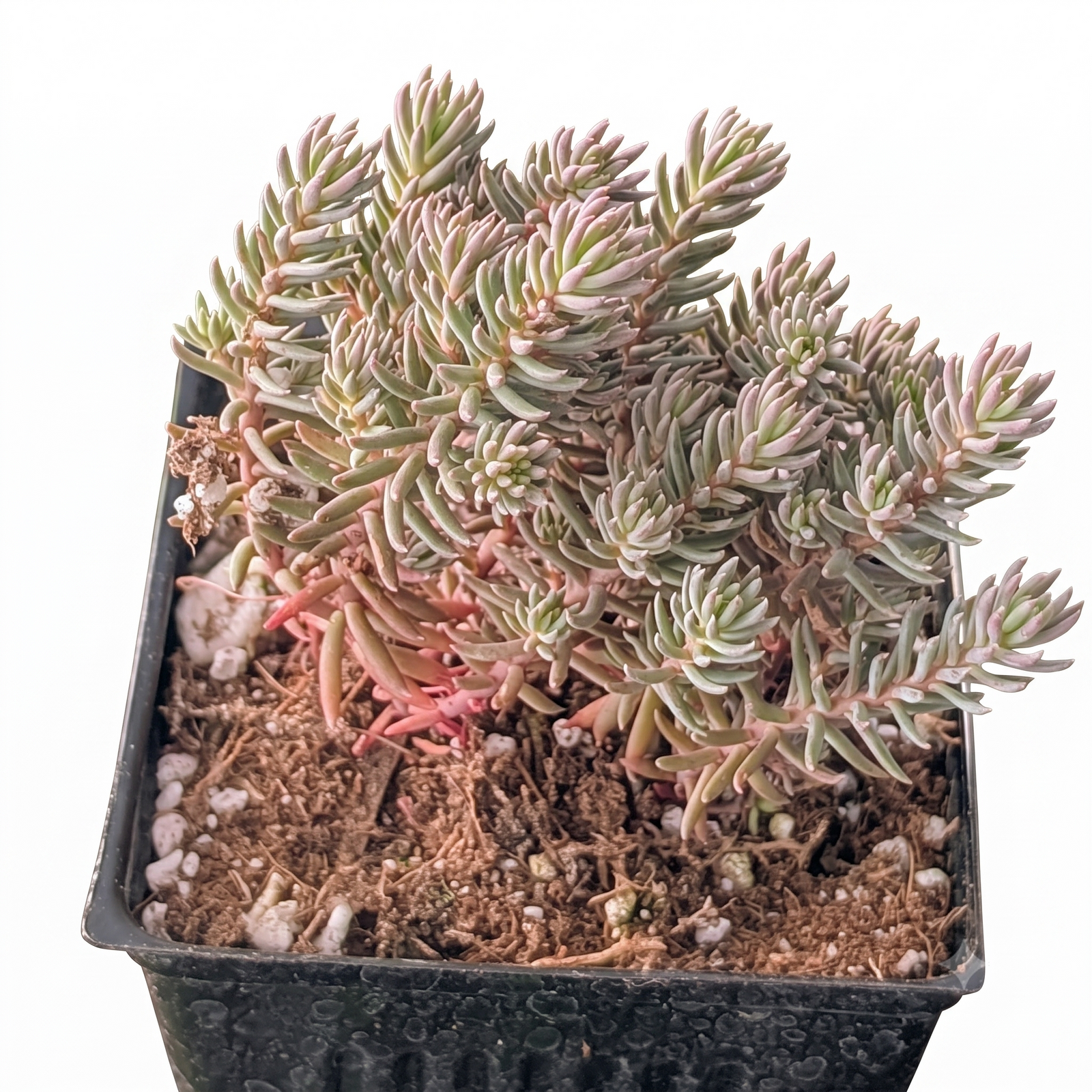 buy Tight & Tidy - Sedum 'Pink Angelina' live succulent 4 inch online, vibrant golden-pink foliage, mounding groundcover, drought tolerant, easy care, perfect for a sunny windowsill, great gift for succulent lovers