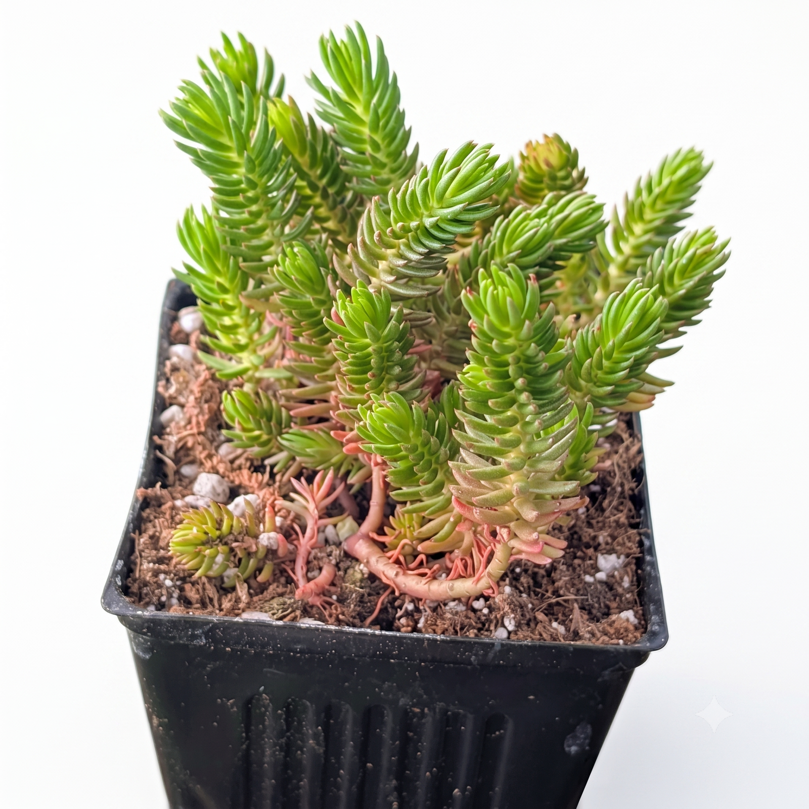 buy Tight & Tidy - Sedum 'Green Angelina' live air plant 4 inch online, vibrant golden-green needle-like leaves with a trailing growth habit, drought-tolerant and low-maintenance succulent, thrives in direct sun or low-light conditions, ideal for drafty spots or outdoor autumn displays, perfect modern shelf accent, unique succulent gift for plant lovers