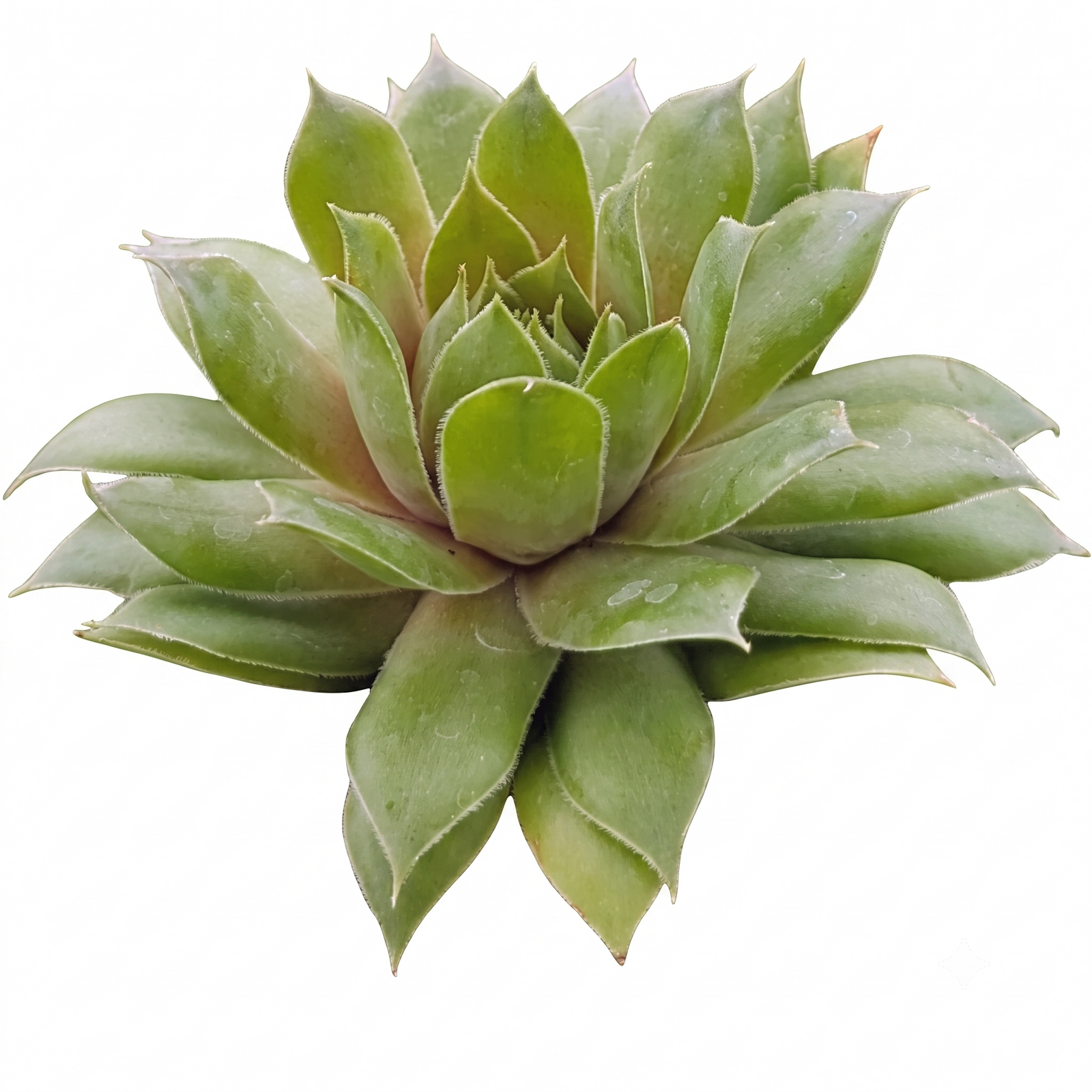 buy Sempervivum 'Loved' live air plant 2 inch online, rosettes of evergreen leaves with burgundy tips, tight clusters of succulent foliage, thrives in direct sun or low-light conditions, handles drafty spots with ease, perfect for modern shelf accent, unique plant gift for collectors