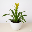 buy guzmania bromeliad 'yellow' live houseplant 4" pot online, golden-yellow bloom spike contrasted by smooth forest-green foliage, upright narrow growth form, tropical bract display lasting months, easy care for beginners, a vibrant and exotic decorative accent for kitchen shelves or humid bathrooms, wonderful gift for any plant enthusiast