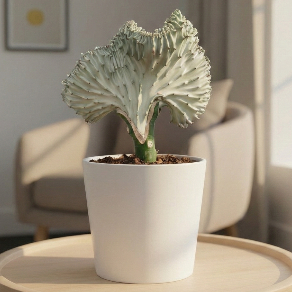 Euphorbia Lactea Ghost Cactus - Live Houseplant