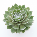 buy Sempervivum 'Pleased' live air plant 2 inch online, rosette of fleshy green leaves with red tips, tight clustered growth form, thrives in direct sun or low-light, drought-tolerant and hardy, perfect modern shelf accent, unique plant gift idea