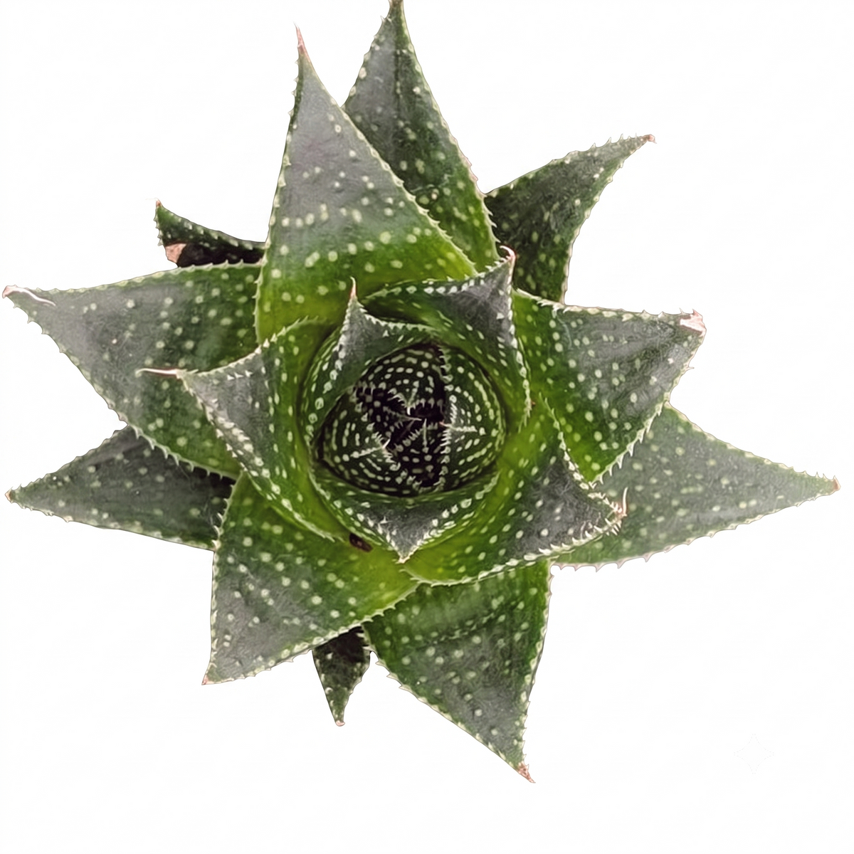 buy Aloe 'Akila' live succulent 2 inch online, vibrant green rosette with white spotted fleshy leaves, compact clustered growth form, drought tolerant and low-maintenance, slow-growing succulent ideal for indoor spaces, stylish modern desk plant display, perfect succulent gift for collectors