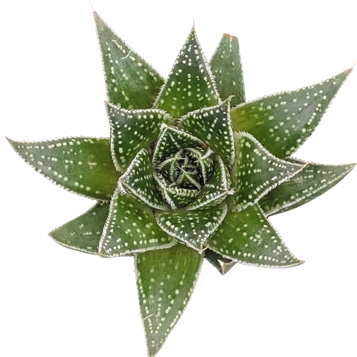 buy Aloe 'Rising Moon' live succulent 2 inch online, vibrant orange-red leaves with green speckles, rosette growth form with upright pointed foliage, drought-tolerant and sun-loving succulent, low-maintenance and beginner-friendly, striking modern shelf accent, unique plant gift for collectors