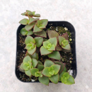 Calico kitten crassula for sale, Rare succulents, crassula varieties, succulent gift ideas, houseplant for home and office, unique succulent for sale