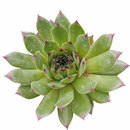 buy Sempervivum 'Relaxed' live succulent 2 inch online, rosettes of fleshy green leaves with red-tipped edges, drought-tolerant and cold-hardy, forms dense clusters over time, low-maintenance and beginner-friendly, perfect modern shelf accent, unique plant gift for collectors