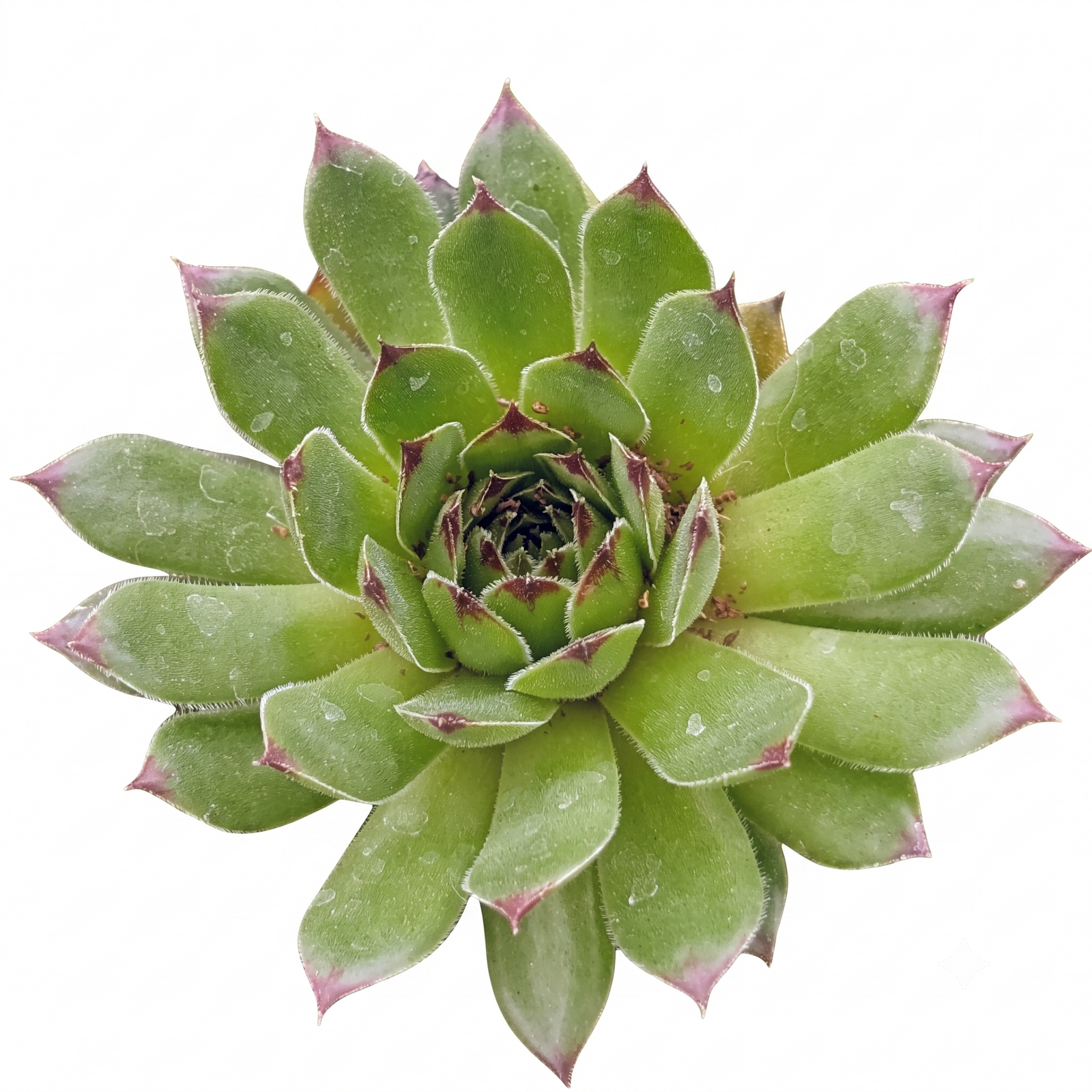 buy Sempervivum 'Relaxed' live succulent 2 inch online, rosettes of fleshy green leaves with red-tipped edges, drought-tolerant and cold-hardy, forms dense clusters over time, low-maintenance and beginner-friendly, perfect modern shelf accent, unique plant gift for collectors