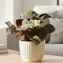 4 inch Geogenanthus Seersucker, 4 inch unique houseplants, easy to care plants, houseplants for sale