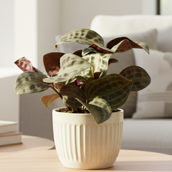 Geogenanthus 'Seersucker' - Live Houseplant