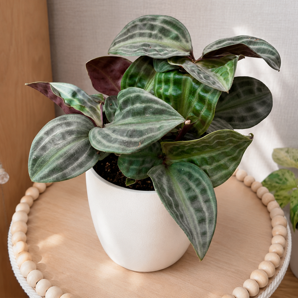 buy Geogenanthus 'Seersucker' 4 inch online, indoor jungle plant collection, nursery grown rare houseplant, stylish modern home decor plant, low maintenance tropical foliage plant, exotic rainforest understory plant