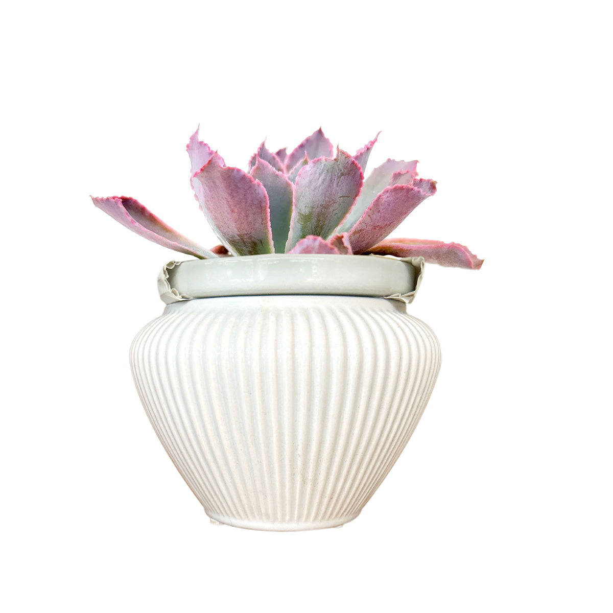 6 inch white ceramic pot, striped ceramic pot, modern pots for home and office decoration
