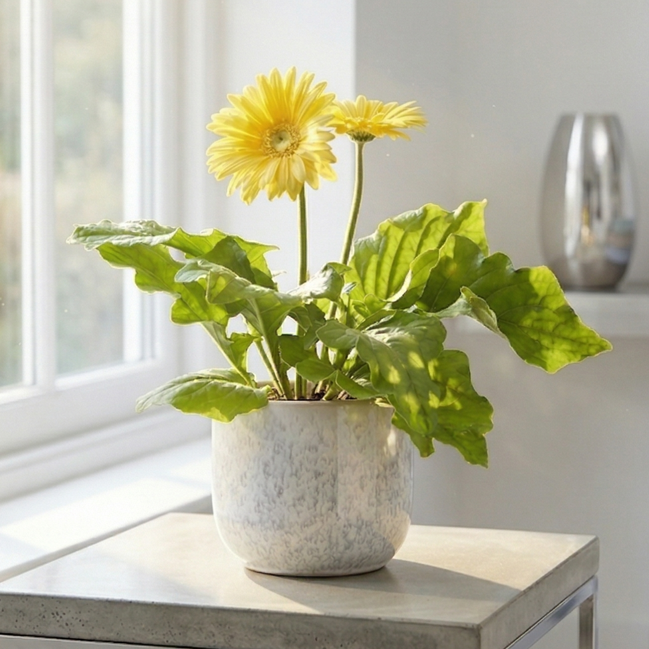 indoor daisy plants Gerbera Daisy – Bright Colorful Flowering Plant for Indoor & Outdoor