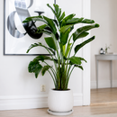 Giant Bird of Paradise