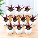 complete gift set featuring ten small tillandsia air plants, large cream-colored ceramic container with modern design, and coordinating gift wrapping materials