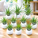 complete gift set featuring ten small tillandsia air plants, large cream-colored ceramic container with modern design, and coordinating gift wrapping materials